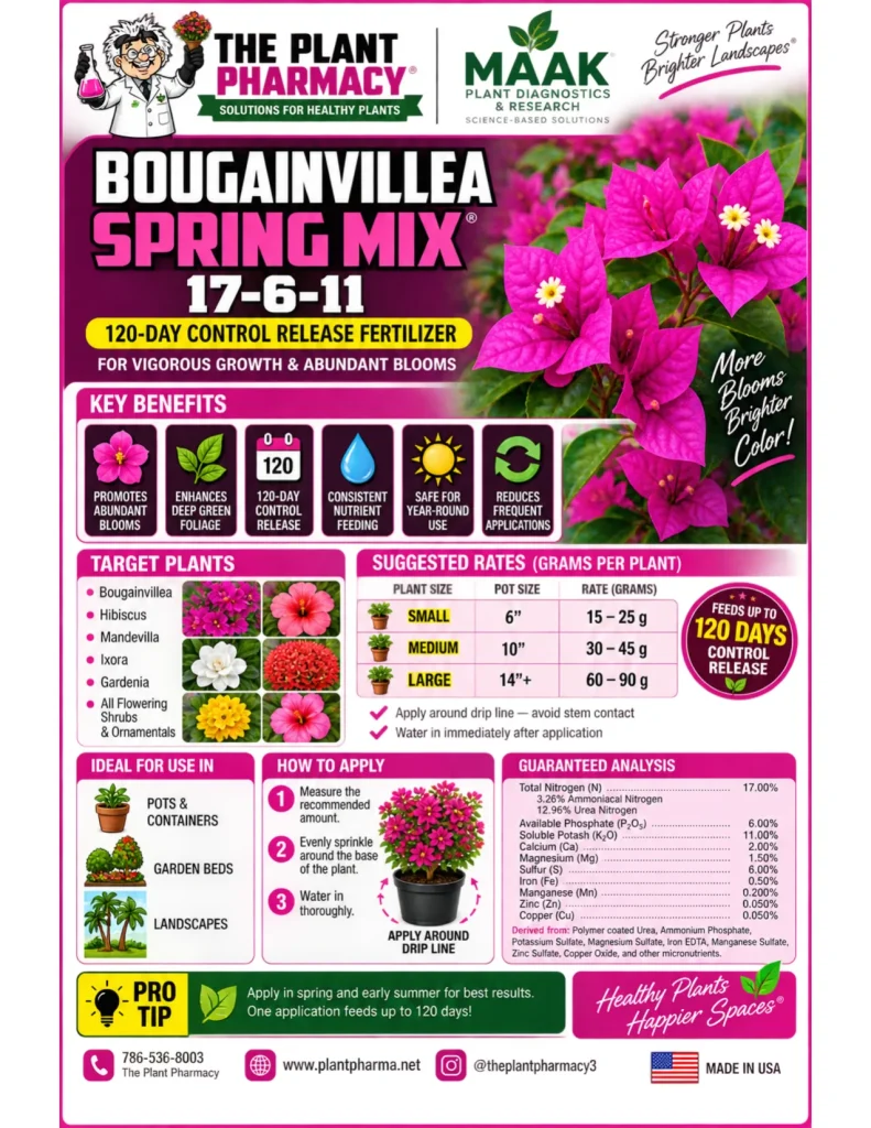 Bougainvillea