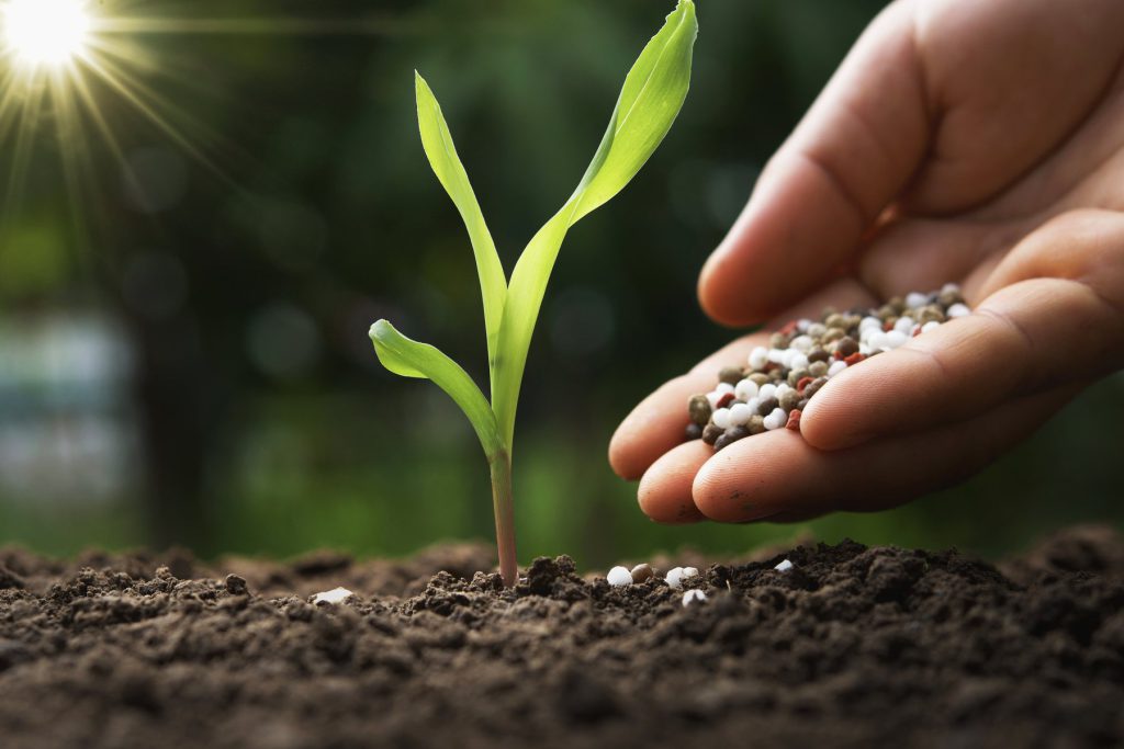 Slow-release or quick-feed? Choosing the right fertilizer