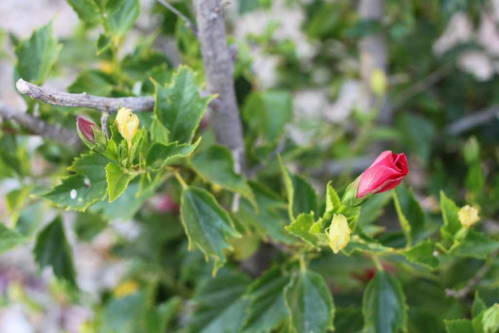 Hibiscus not blooming? Three things to check first
