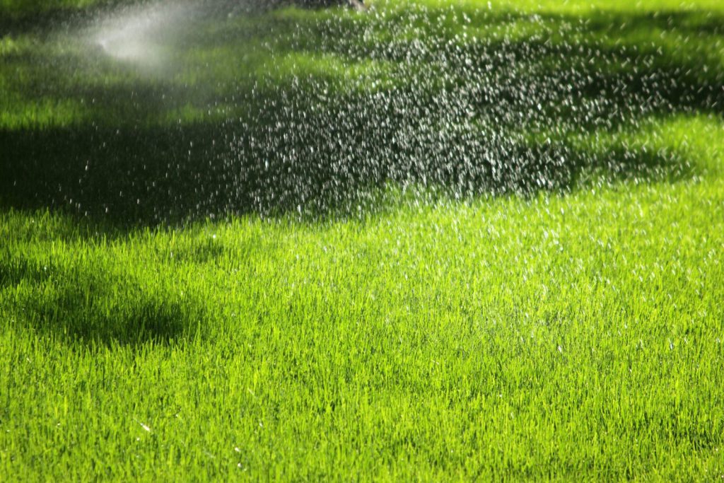Feeding your lawn through a Florida summer