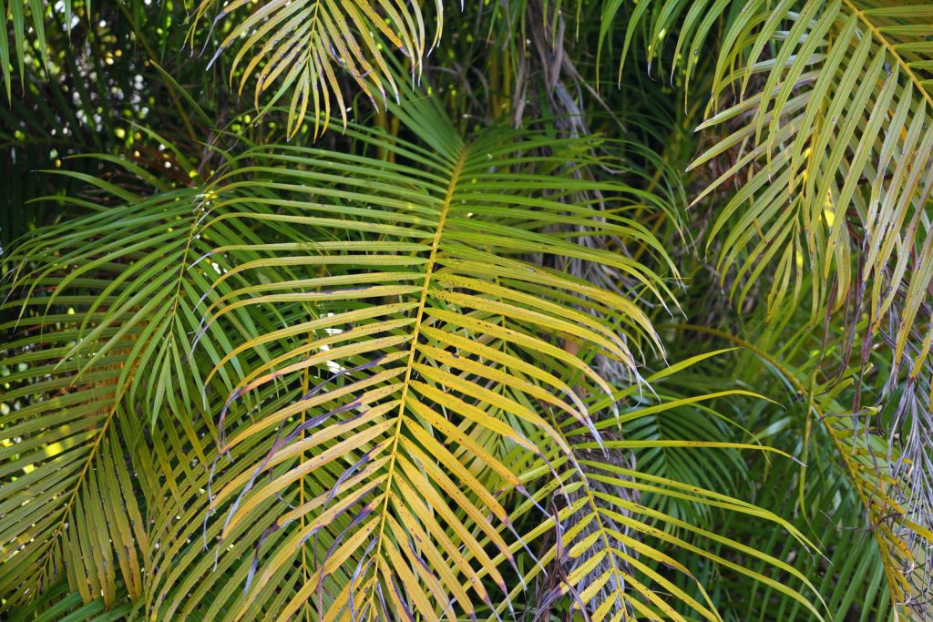 Why South Florida palms turn yellow — and what it’s telling you